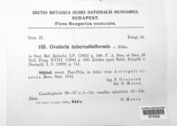 Ramularia tuberculiniformis image